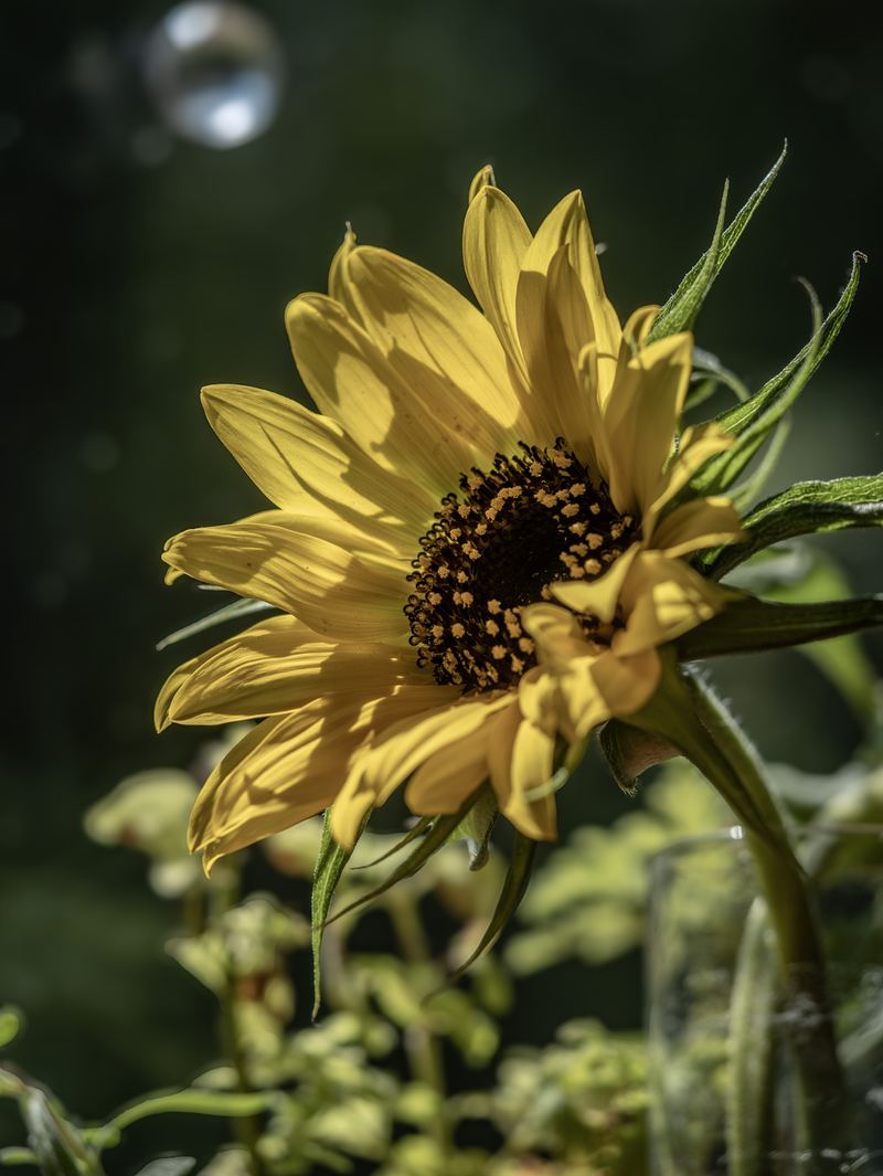 Portrait photograph — Northern Michigan