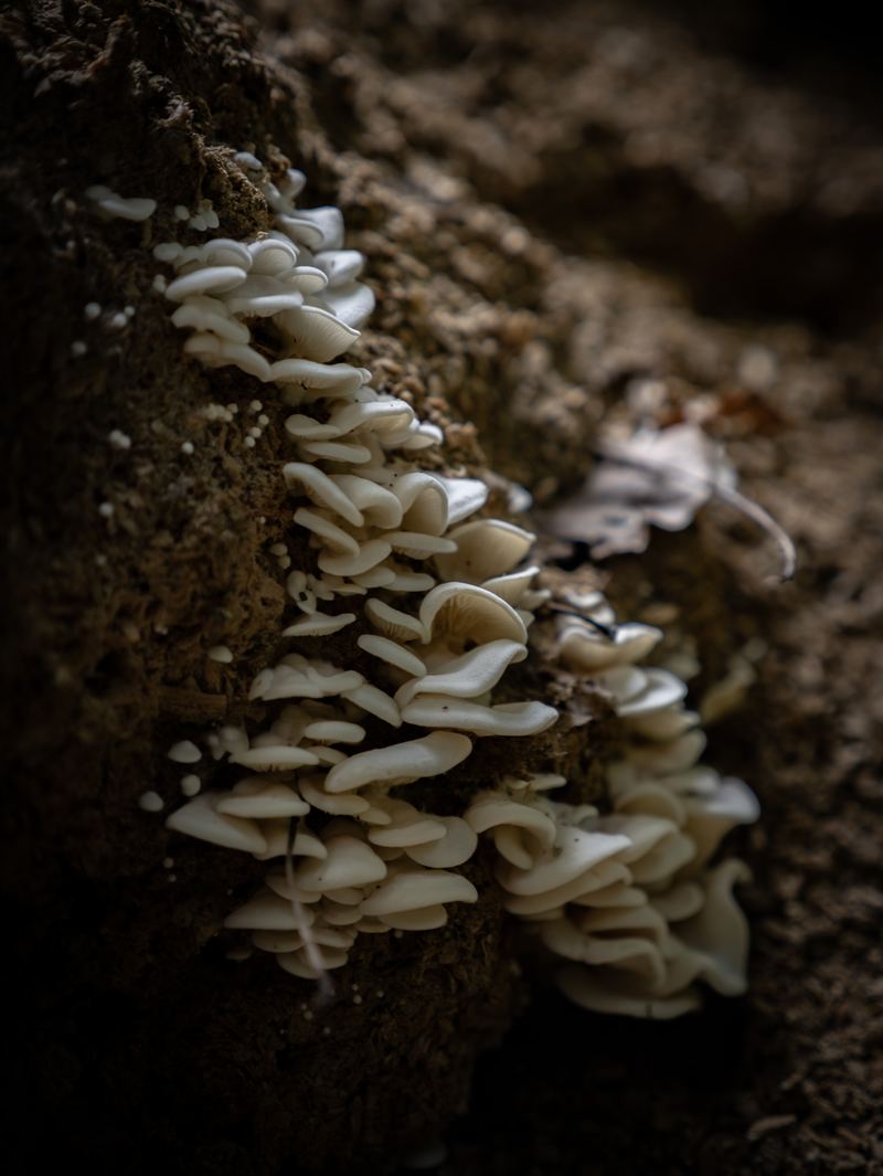 Portrait photograph — Northern Michigan