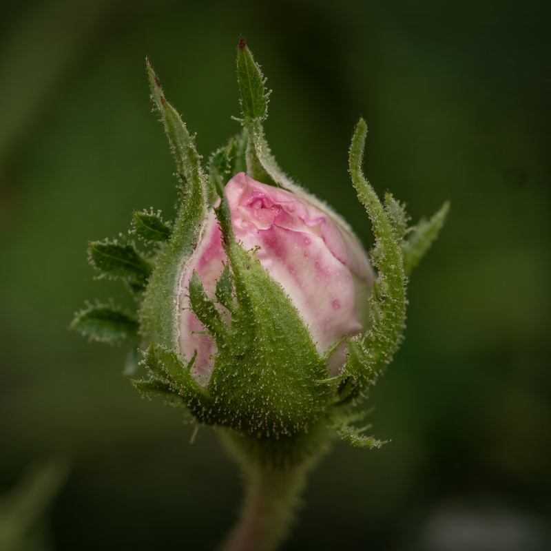 Rose macro study