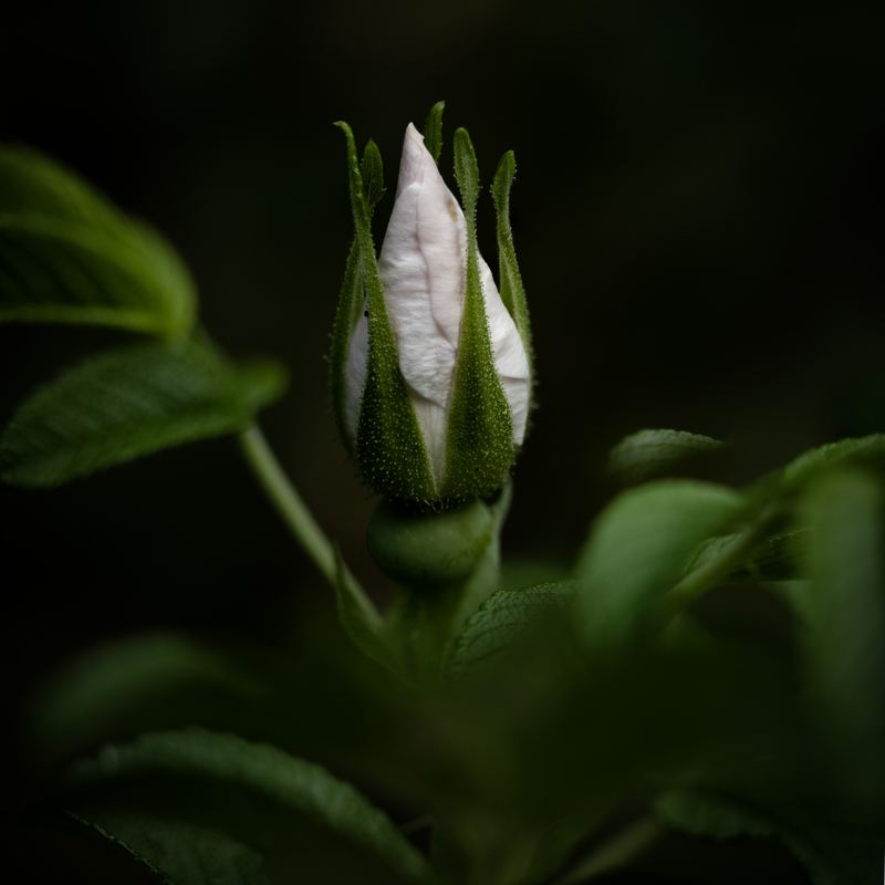 Rose macro study